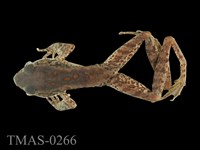 藏品(斯文豪氏赤蛙)的圖片